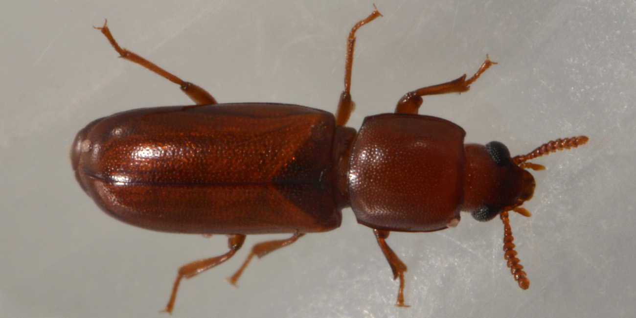 Corticeus pini, Tenebrionidae